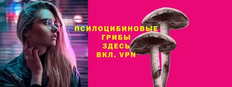 Псилоцибиновые грибы Psilocybe  площадка клад  Суоярви 